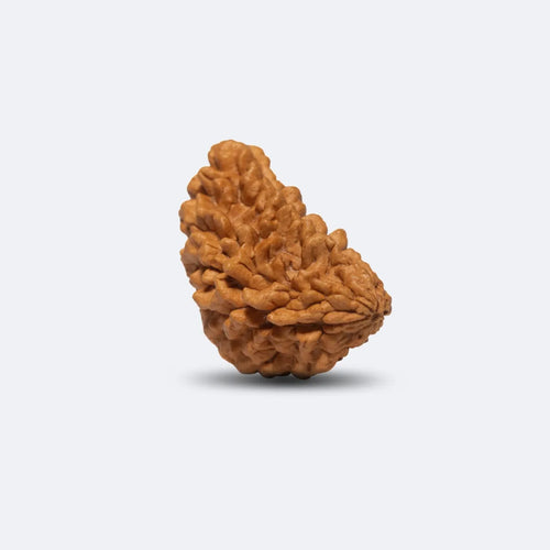 1 Mukhi Rudraksh