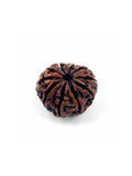 Original 10 Mukhi Rudraksh