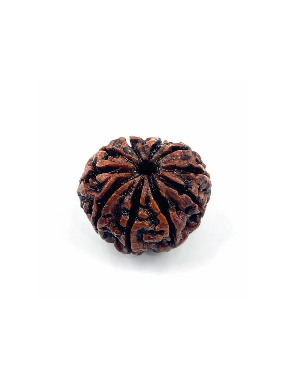 Original 10 Mukhi Rudraksh