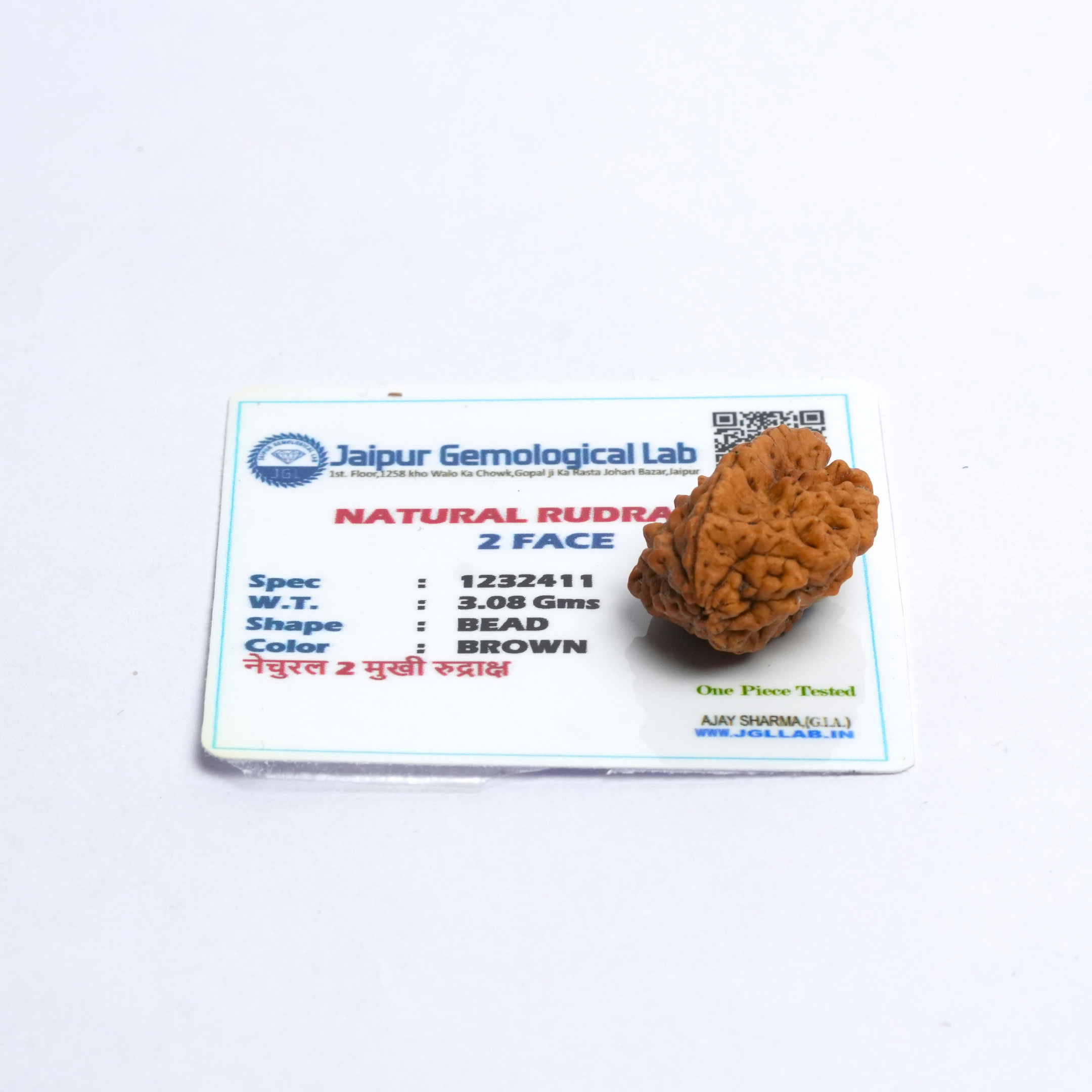 Original 2 Mukhi Rudraksha