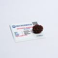Original 3 Mukhi Rudraksh