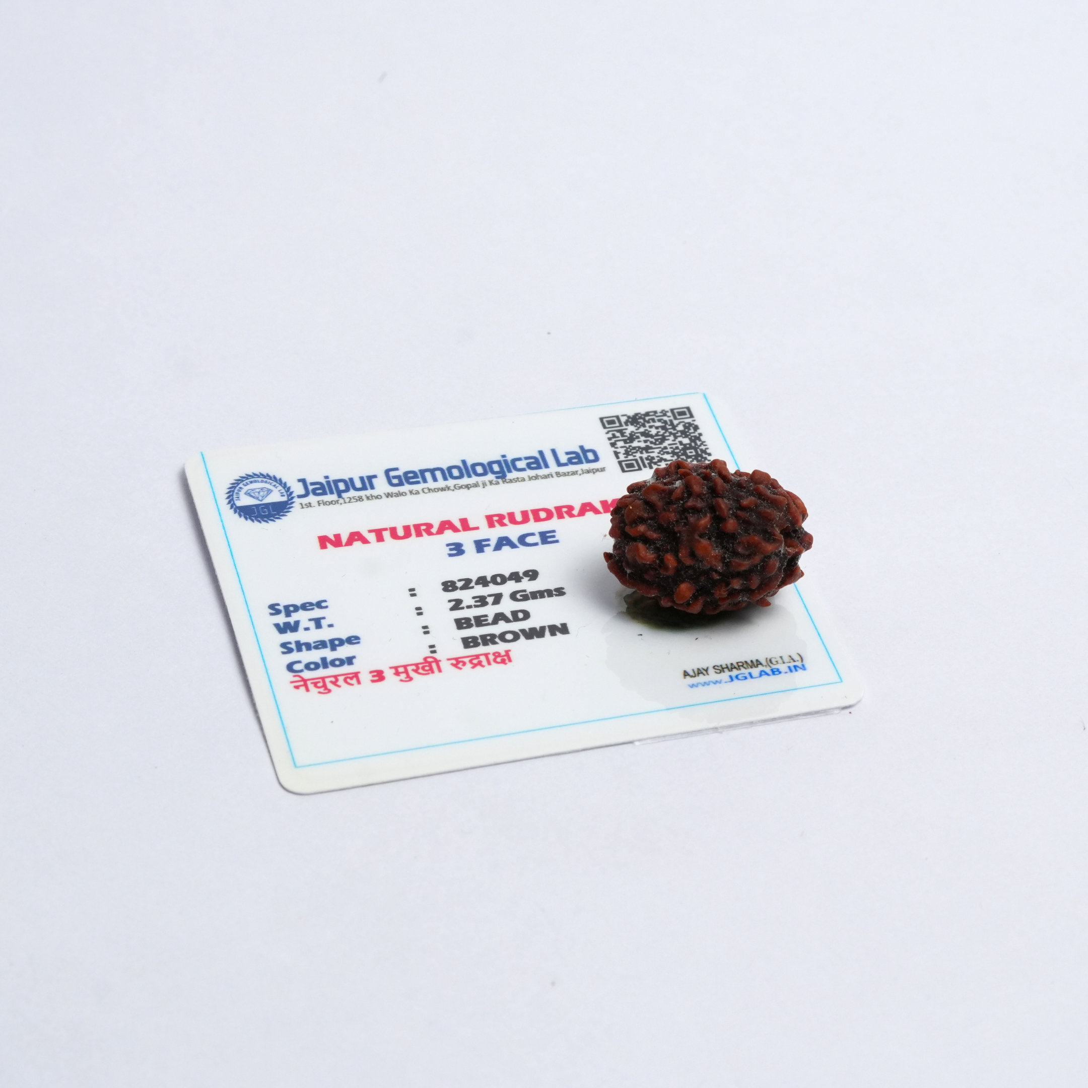 Original 3 Mukhi Rudraksh