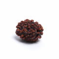 Original 4 Mukhi Rudraksh
