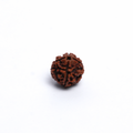 Original 5 Mukhi Rudraksh