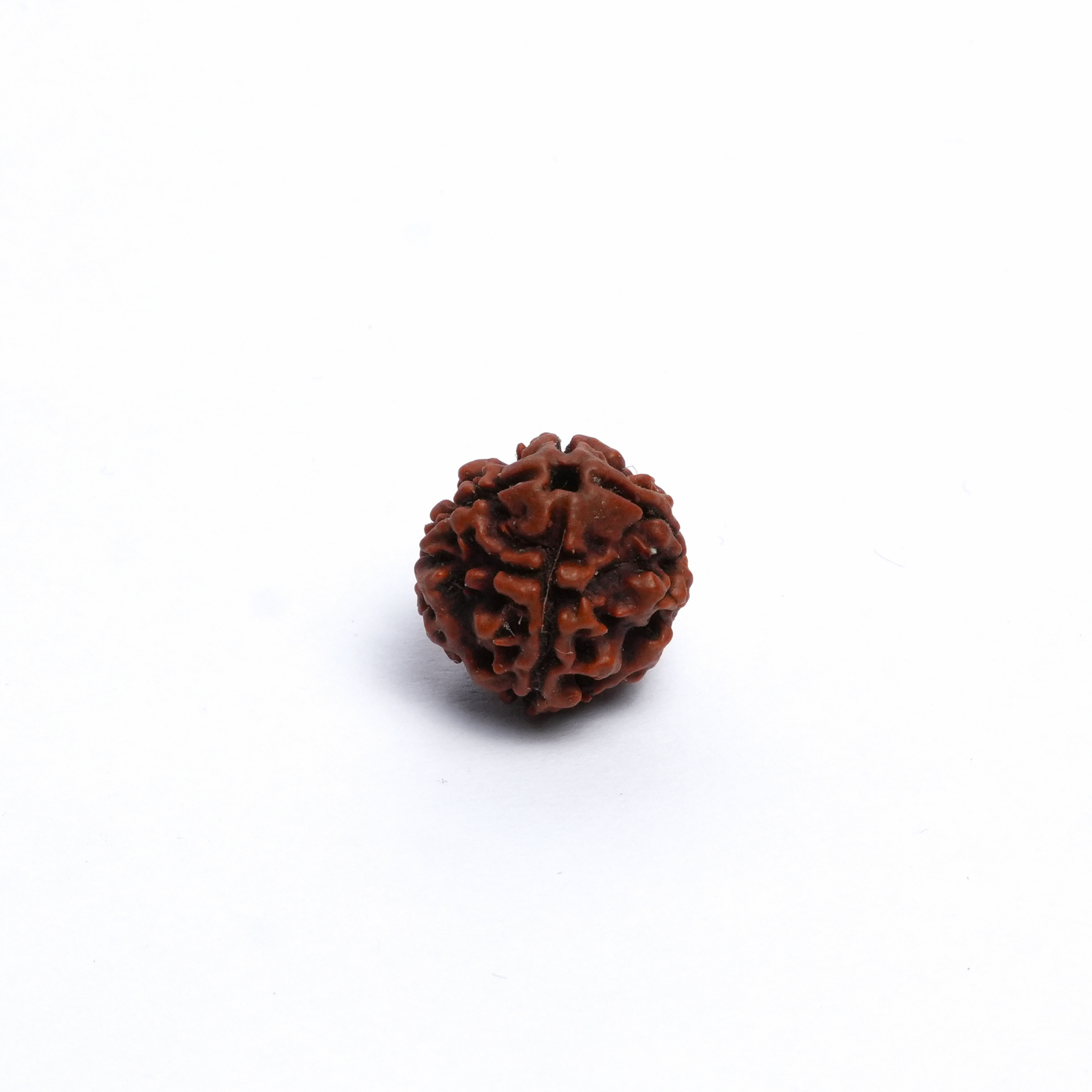 Original 5 Mukhi Rudraksh