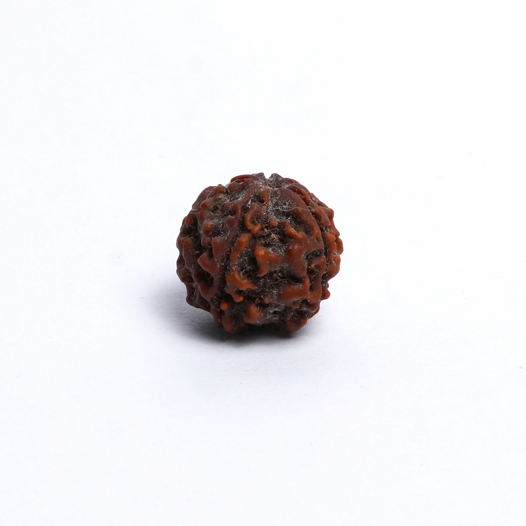 Original 7 Mukhi Rudraksh