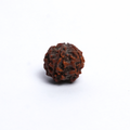 Original 7 Mukhi Rudraksh
