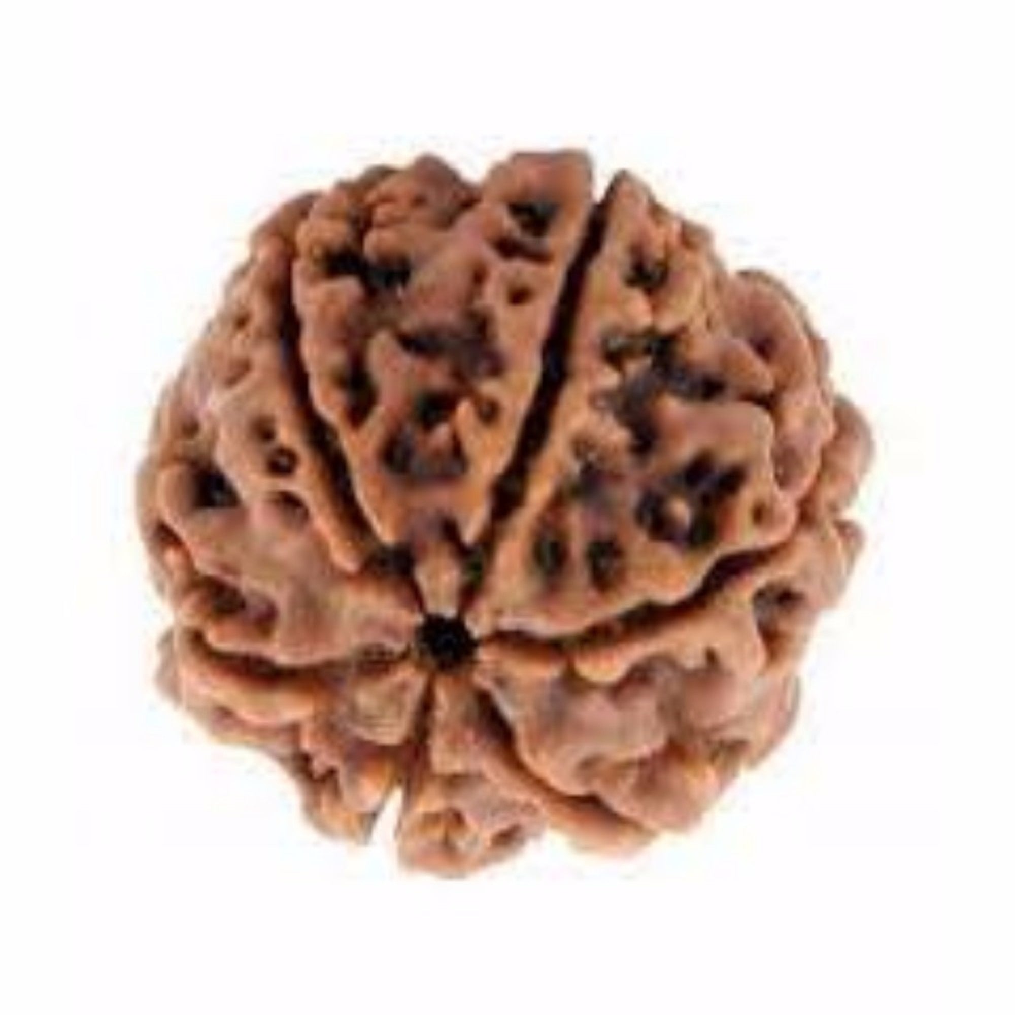Original 6 Mukhi Rudraksh
