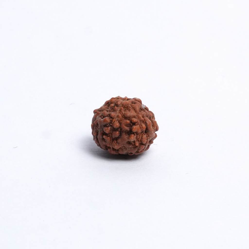 Original 8 Mukhi Rudraksh
