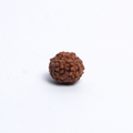 Original 8 Mukhi Rudraksh