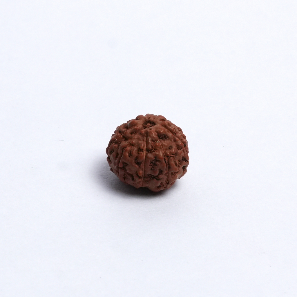 Original 9 Mukhi Rudraksh