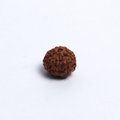 Original 9 Mukhi Rudraksh