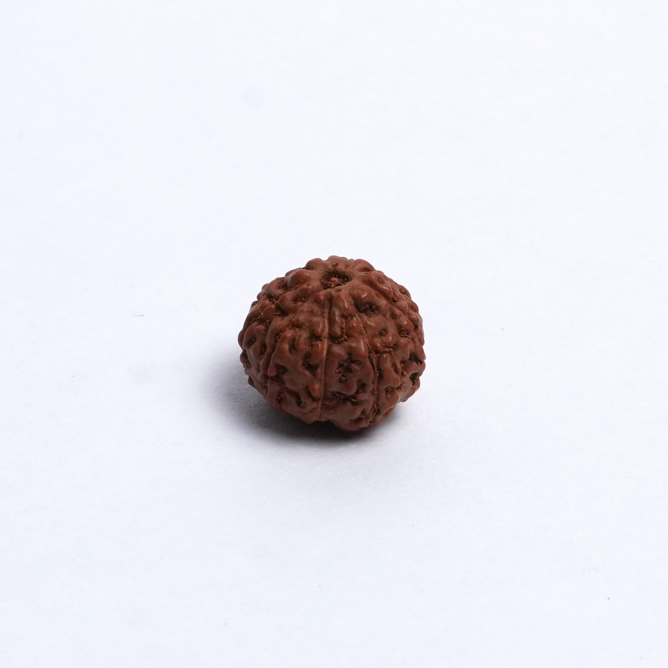 Original 9 Mukhi Rudraksh