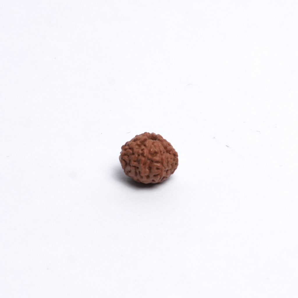 Original 11 Mukhi Rudraksh