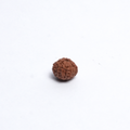 Original 11 Mukhi Rudraksh