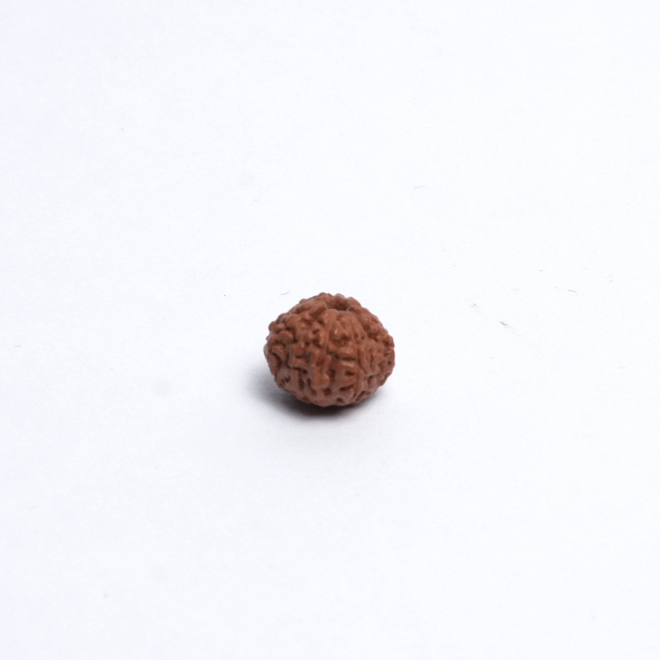 Original 11 Mukhi Rudraksh