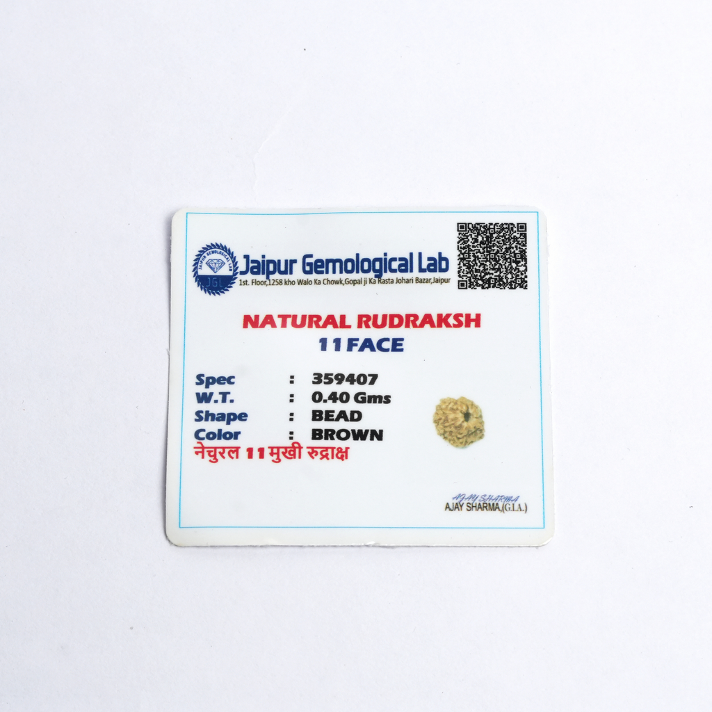 Original 11 Mukhi Rudraksh