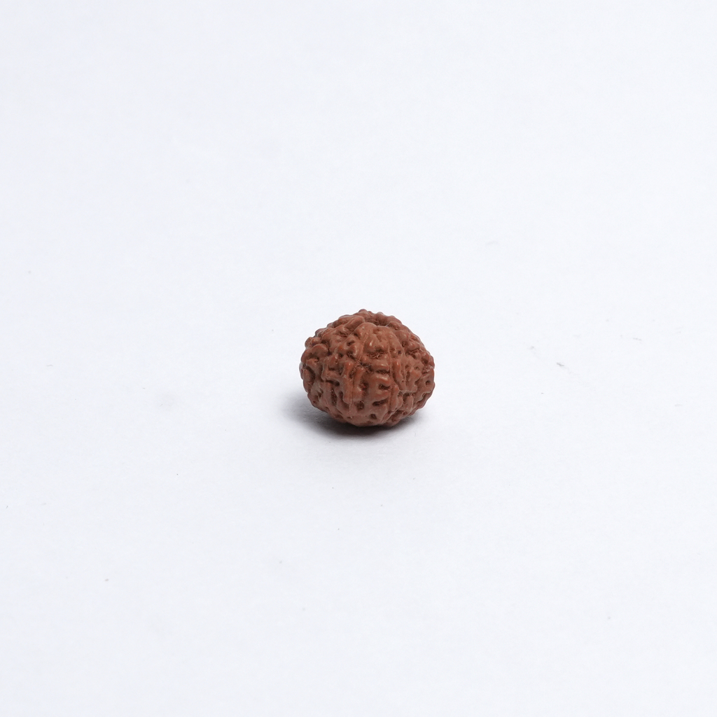 Original 12 Mukhi Rudraksh