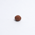 Original 12 Mukhi Rudraksh
