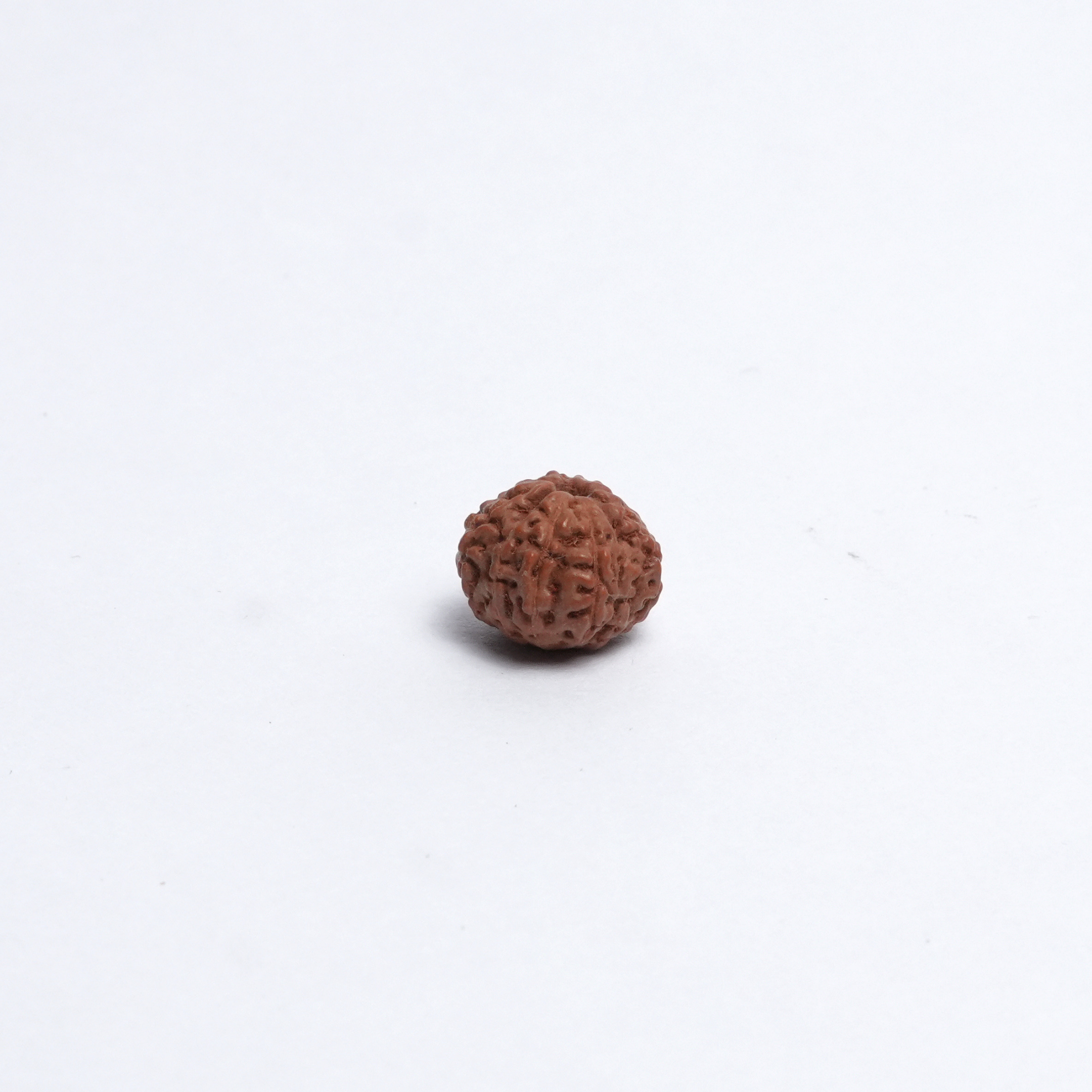 Original 12 Mukhi Rudraksh