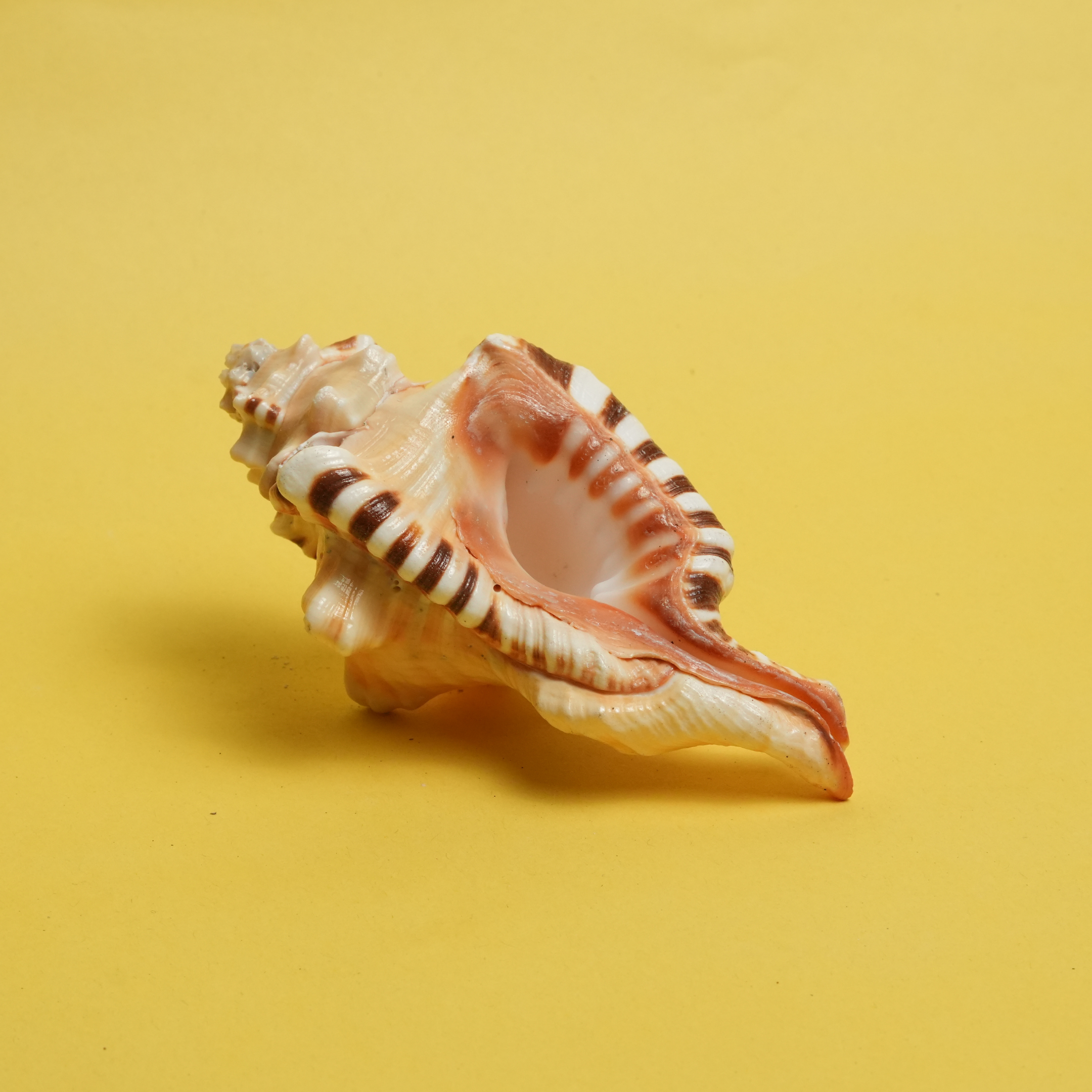 Ganesh Shankh