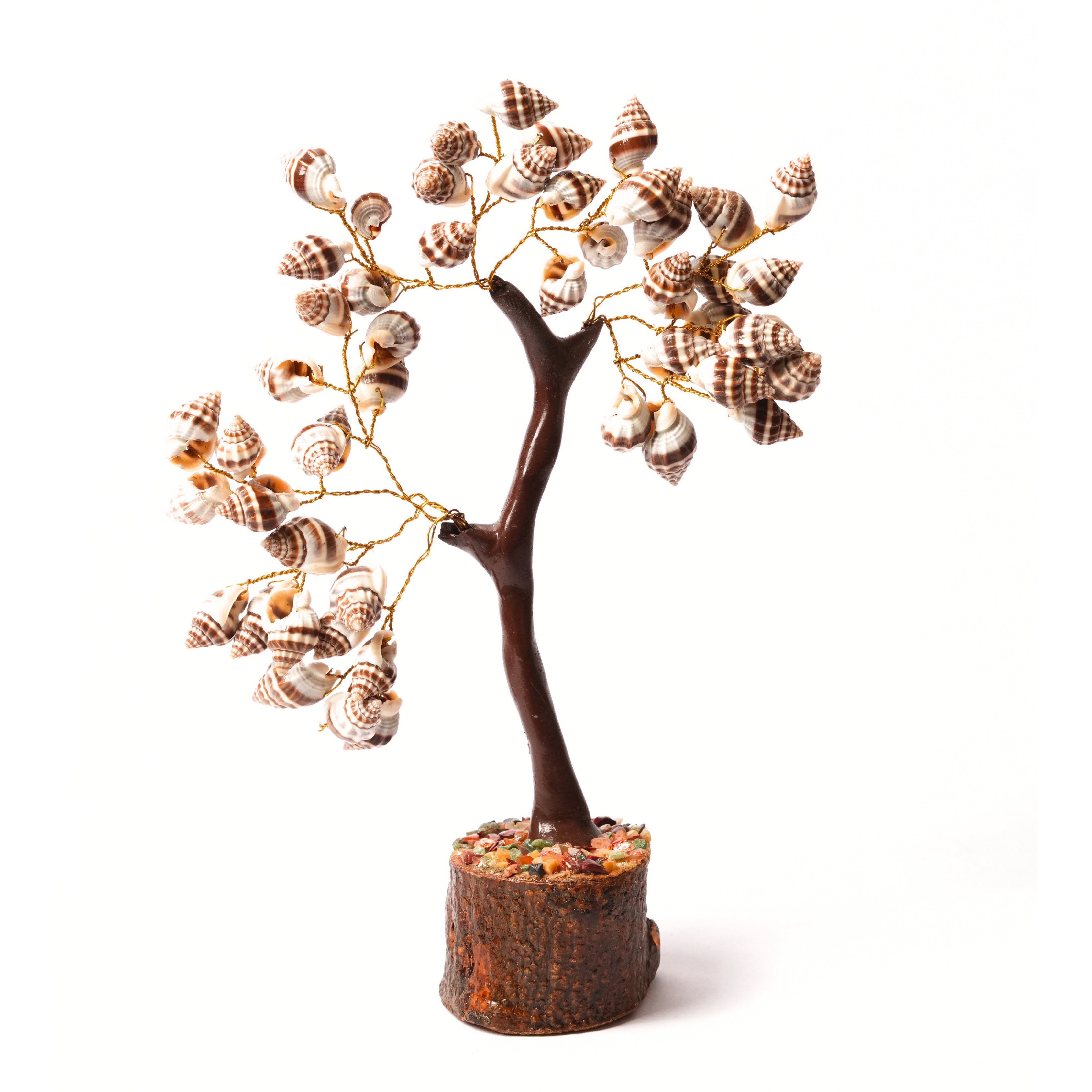 Black Shankh Tree