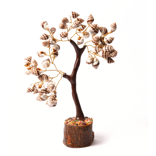 Black Shankh Tree