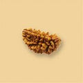 1 Mukhi Rudraksh